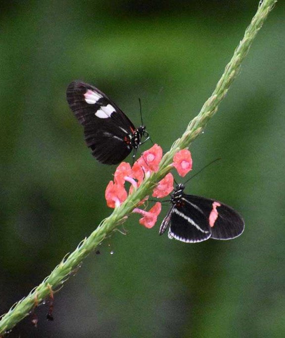 Butterfly House & Aquarium
