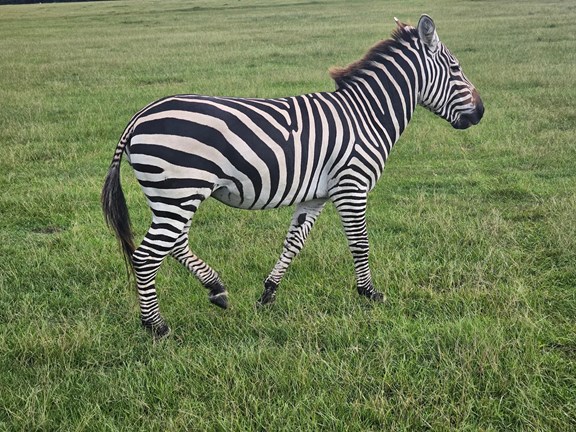 Global Wildlife Center
