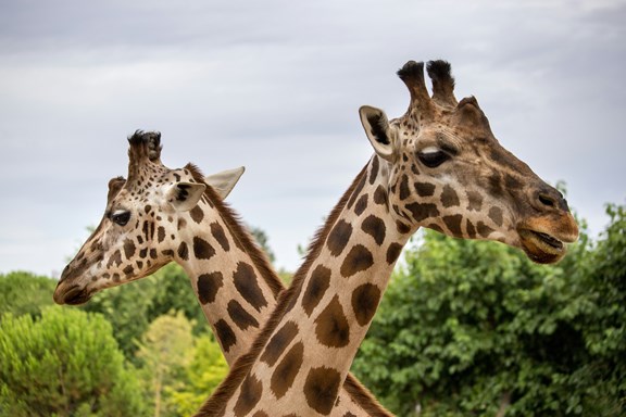 Audobon Zoo