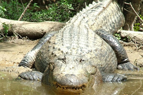 Honey Island Cypress Swamp Tour