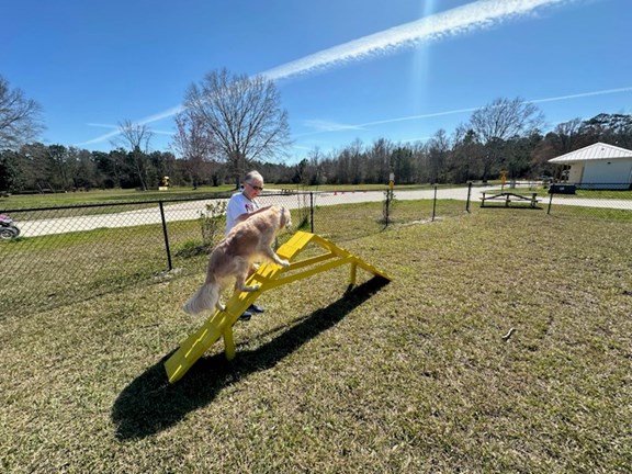 Dog Agility at the Park