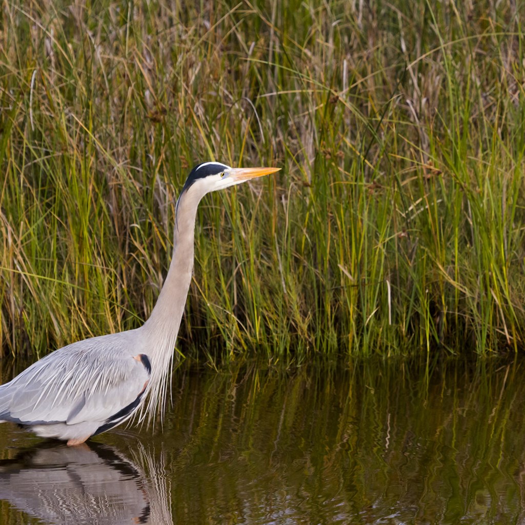 A Guide to Bird Watching in South Padre Island