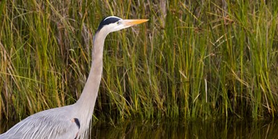 A Guide to Bird Watching in South Padre Island
