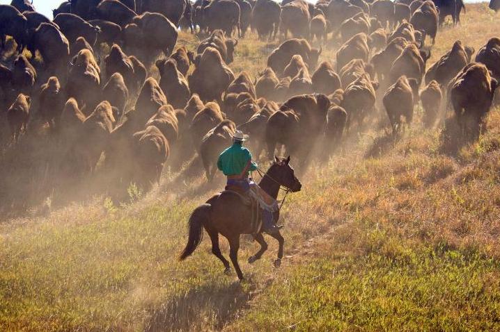 Custer State Park Buffalo Roundup Photo