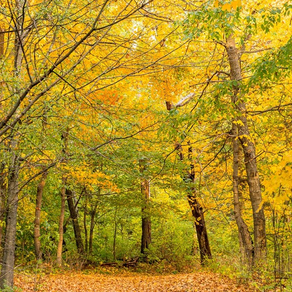 Hiking Trails