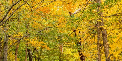 November