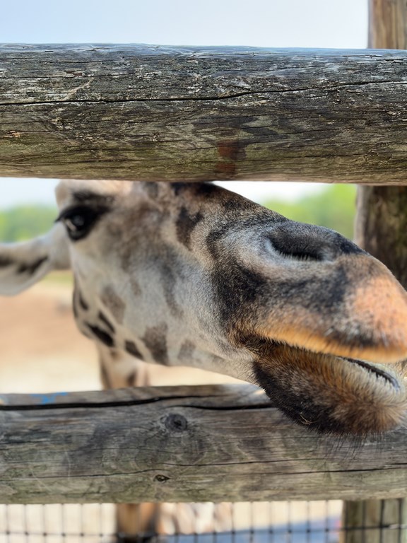 Dickerson Park Zoo