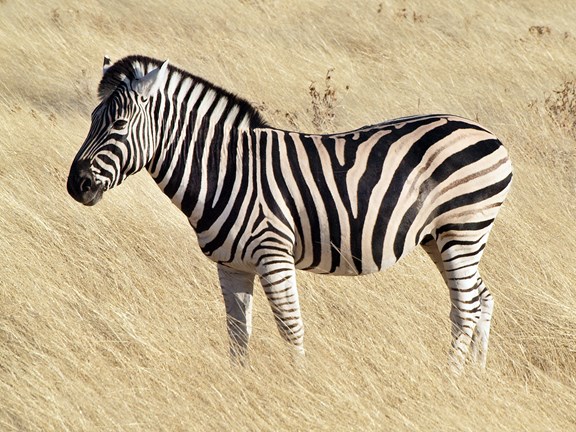 Wild Animal Safari