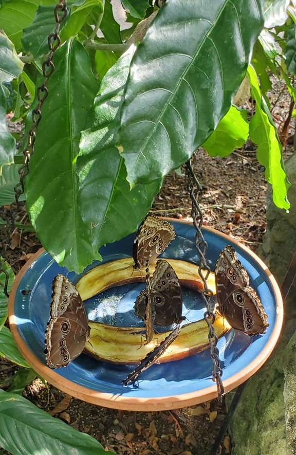 The Butterfly House