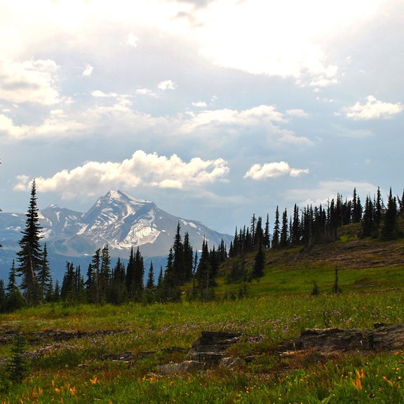 Swan Mountain Outfitters- Many Glacier Trail Rides