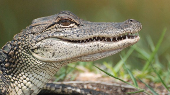 Alligator & Wildlife Discovery Center