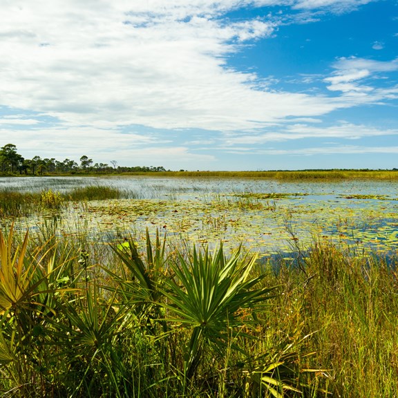 Boyd Hill Nature Preserve