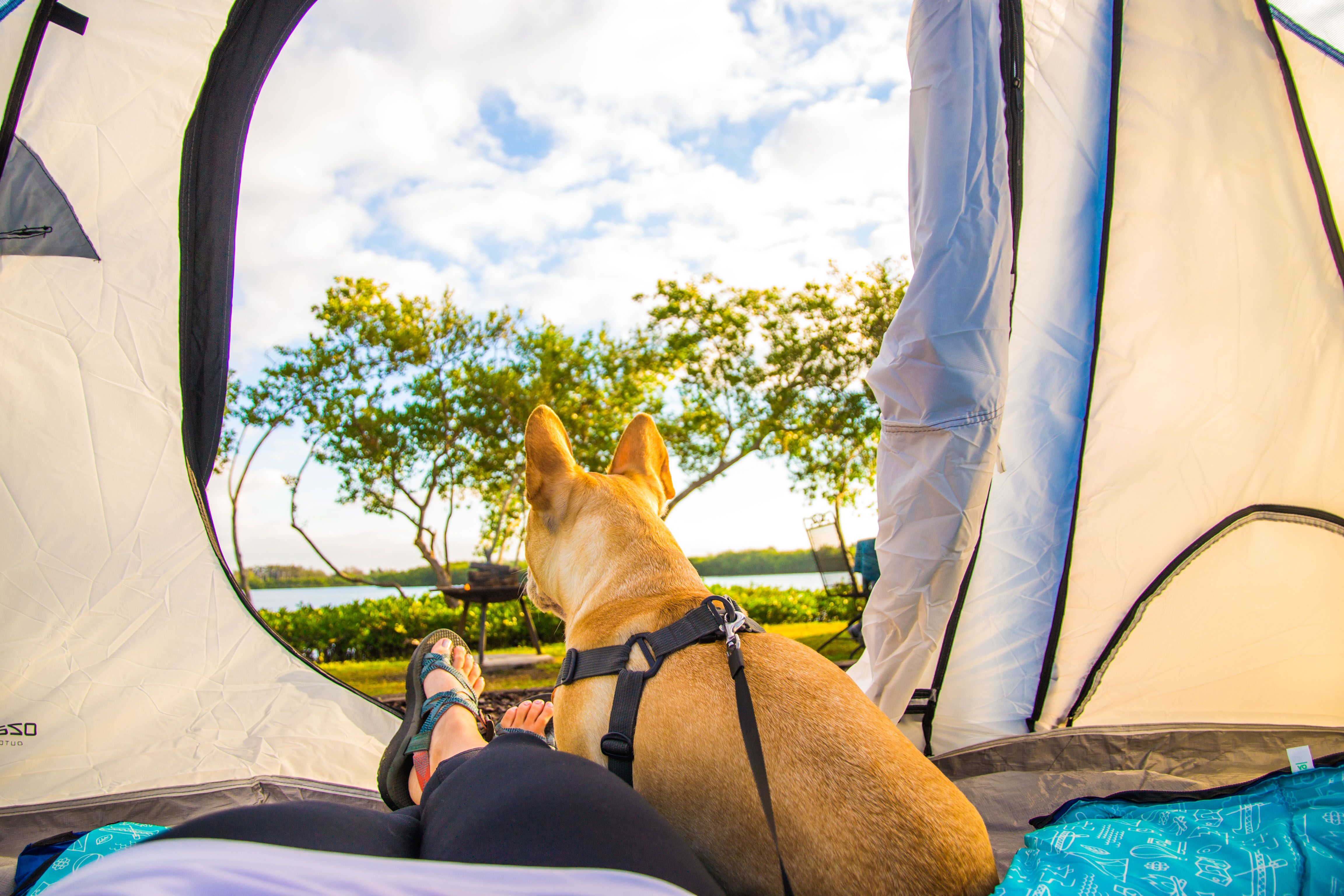 Pet friendly tent sites!