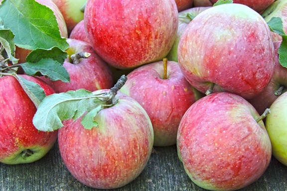 Appleview Orchard