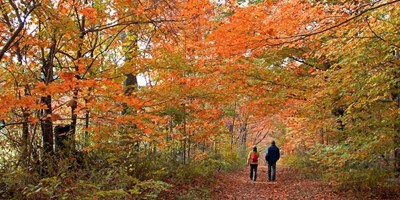 Leaf Peeping