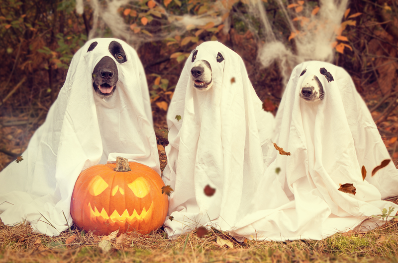 Spooktacular Weekend Photo