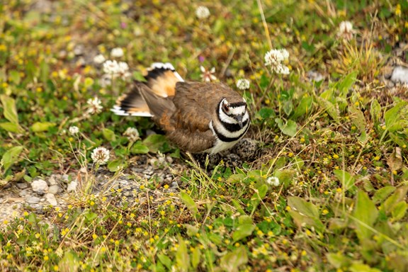 Killdeer Nest