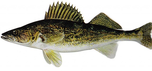 Fishing