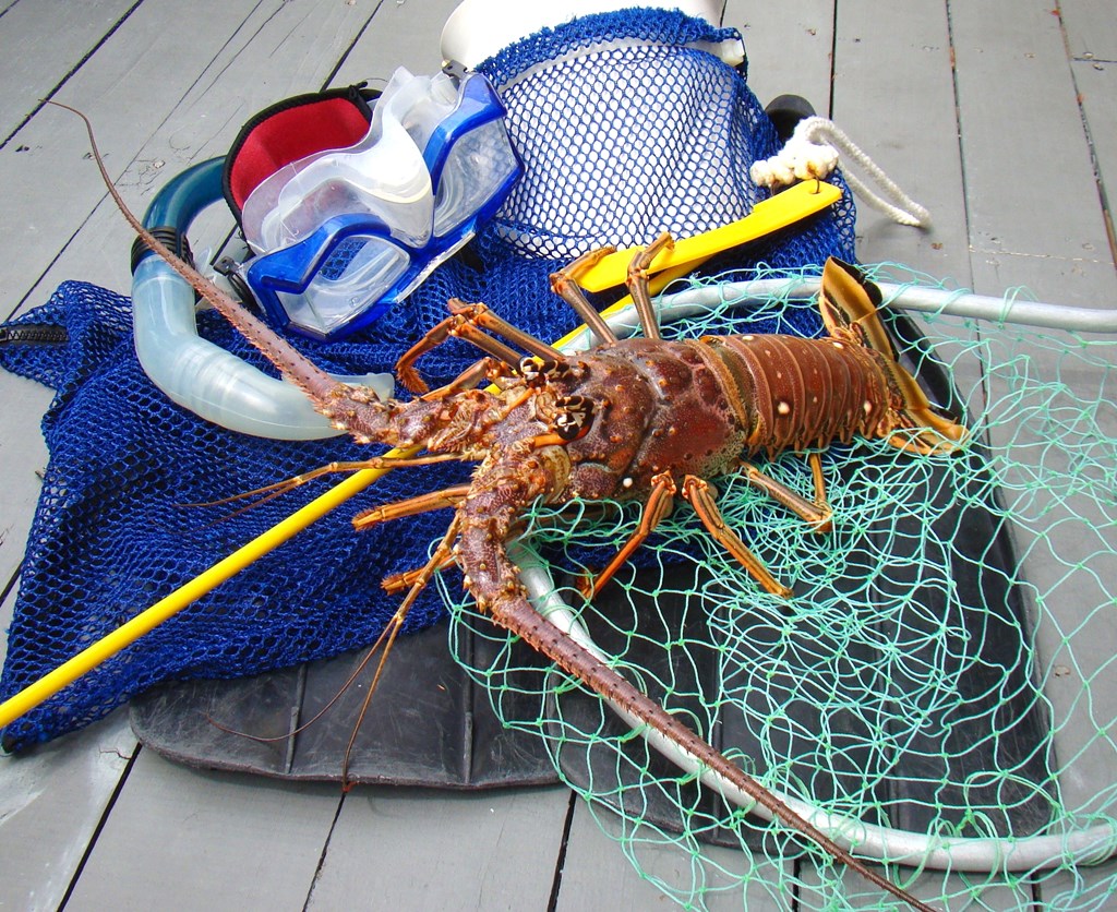 Mini Lobster Season