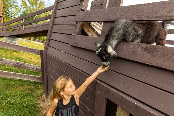 Petting Zoo