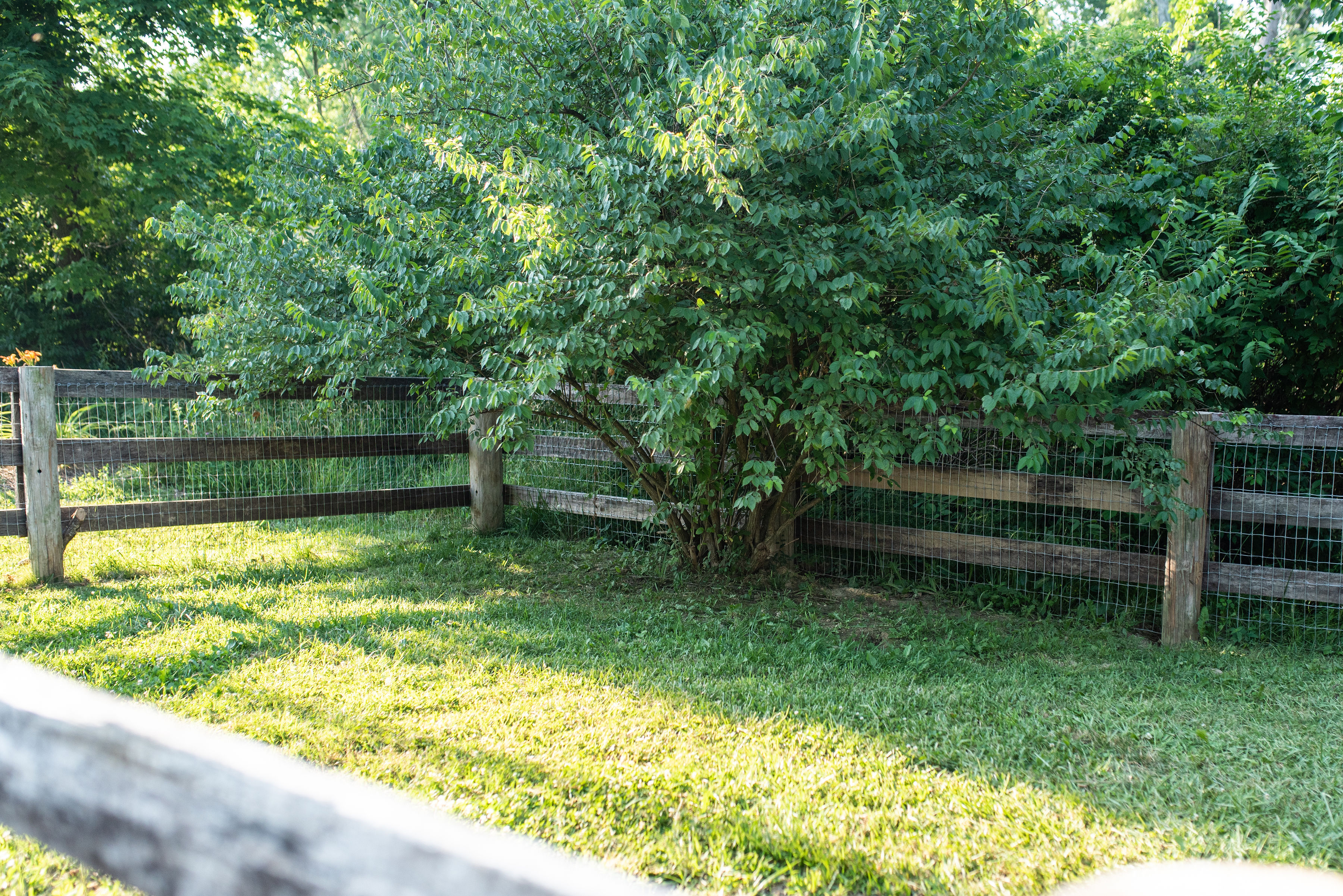 FENCED YARD
