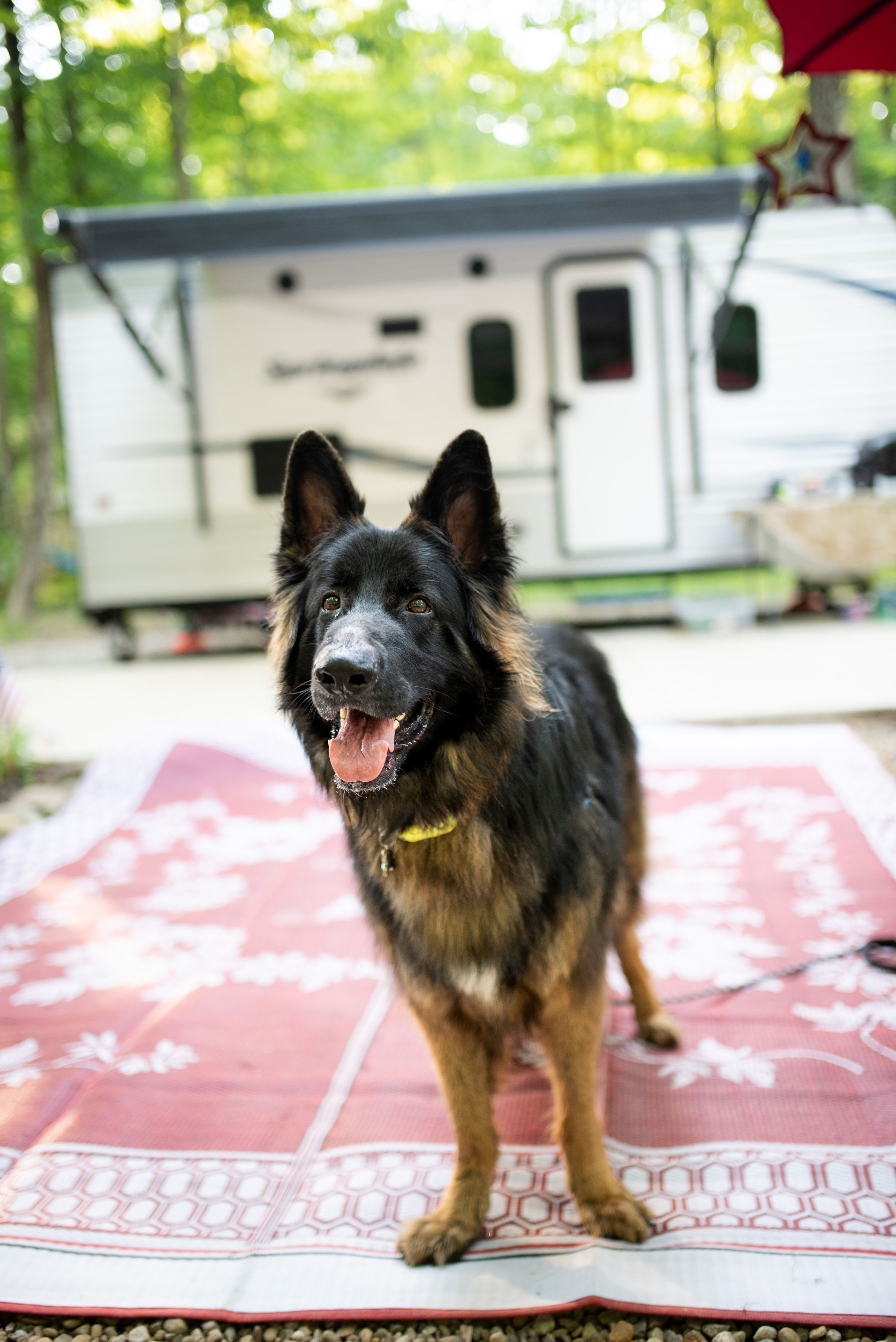 DOG PICTURE