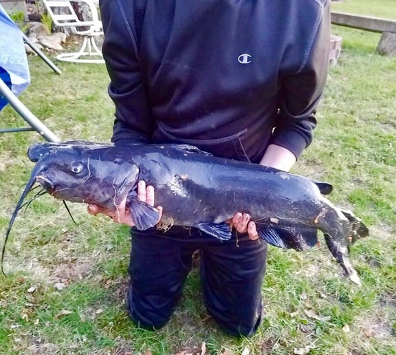 CATFISH