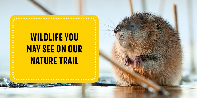 Wildlife You May See on Our Nature Trail
