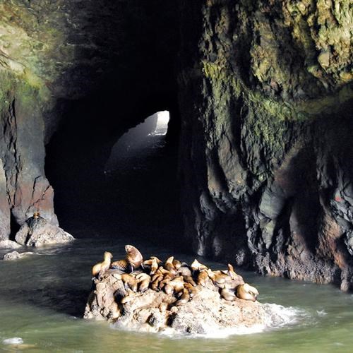 Sea Lion Caves