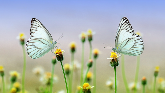 Elkton Butterfly Pavilion