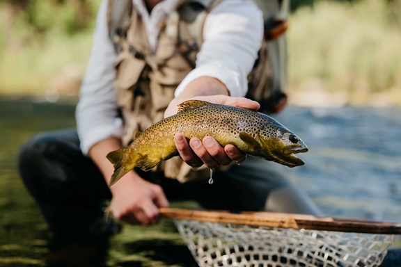 Tellico Trout Hatchery