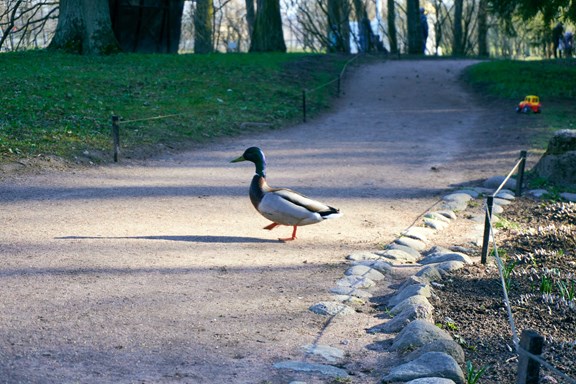 The Duck Park & Bandstand