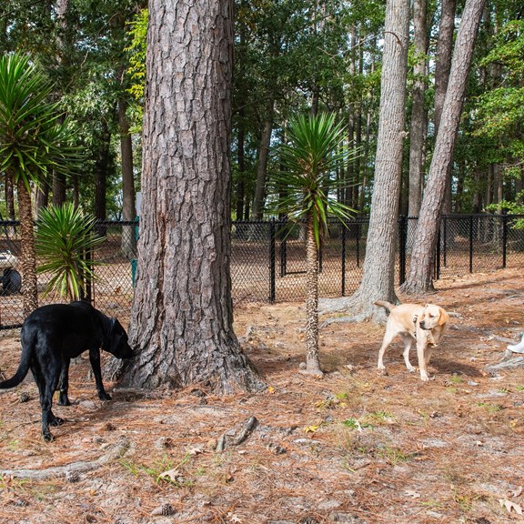 Dog Park