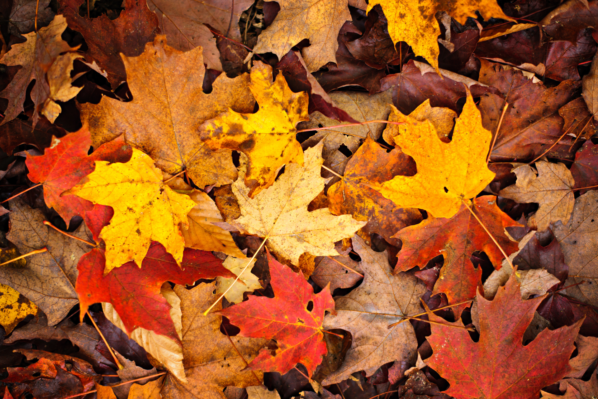 Fall Fest Weekend Photo