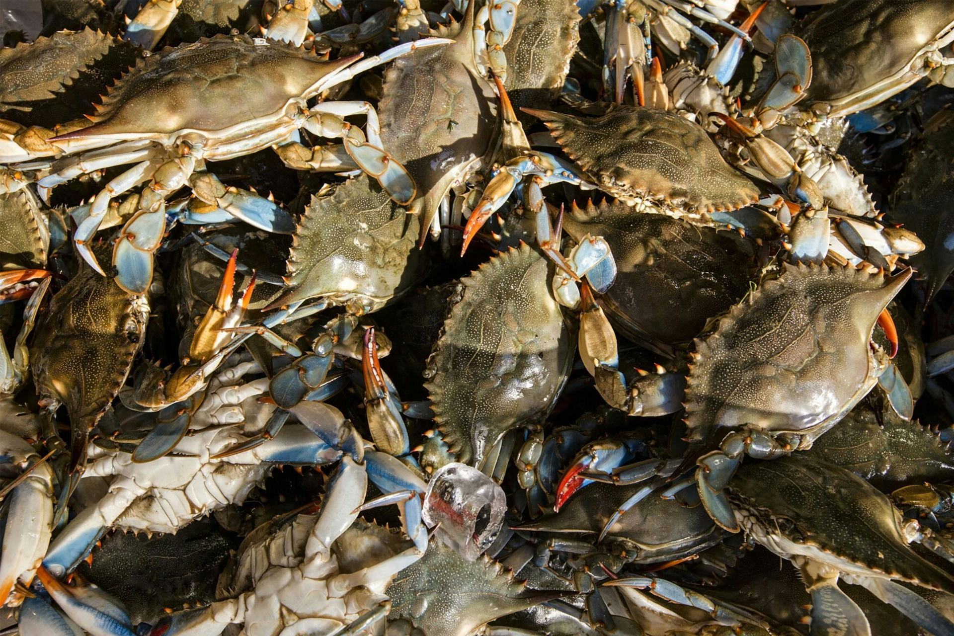 Seafood & Shoreline Weekend Photo