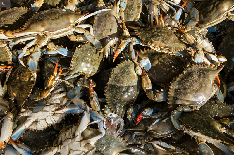 Seafood & Shoreline Weekend Photo