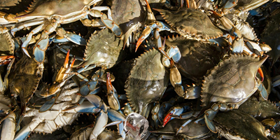 Seafood & Shoreline Weekend