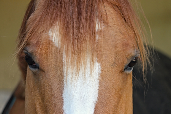Equestrian Trails at Vail Lake