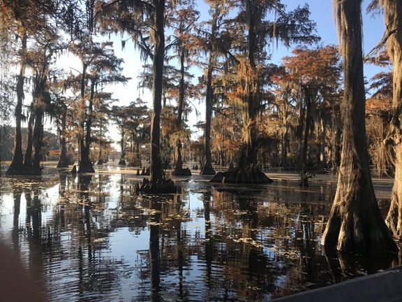 Caddo Lake Boat Tours