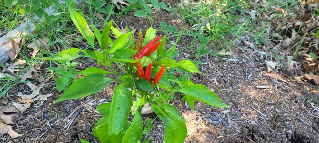Summer Flowers at Texarkana KOA