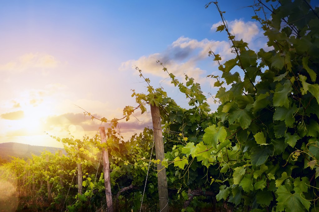 Geneva Grape Jamboree