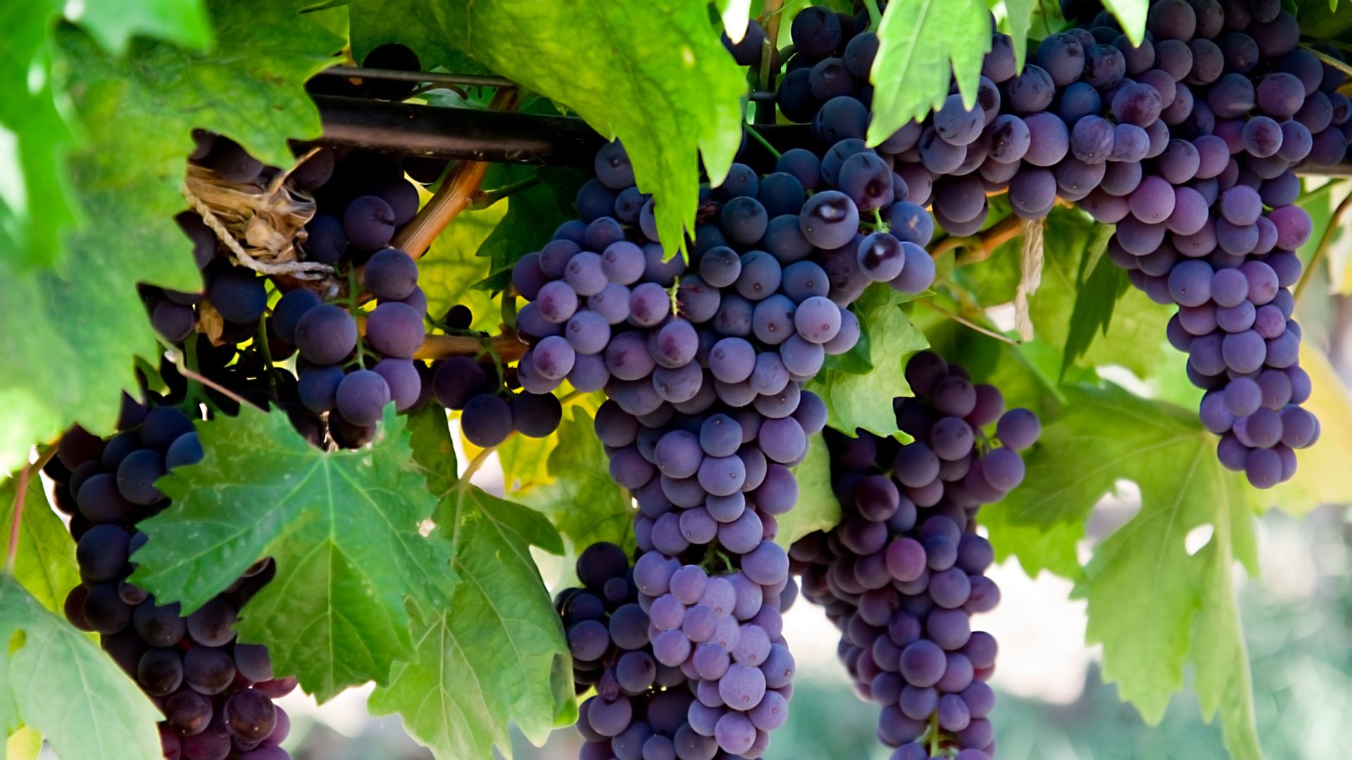Geneva Grape Jamboree Photo