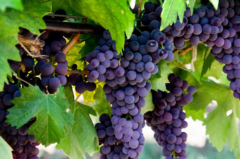 Geneva Grape Jamboree Photo