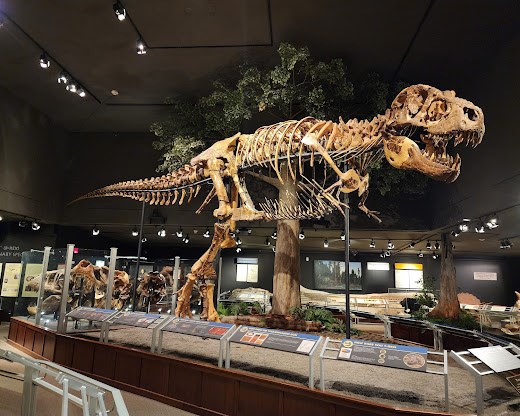Museum of the Rockies