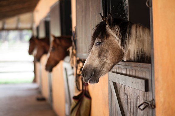 Blue Ridge Mountain Trail Rides