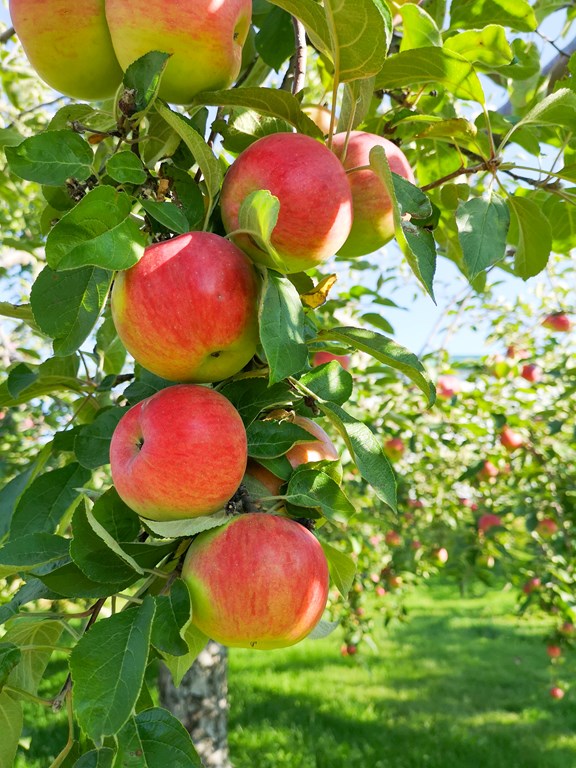 Deep Roots Orchard