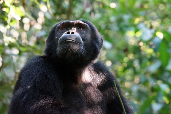 Project Chimps Hiking Trails