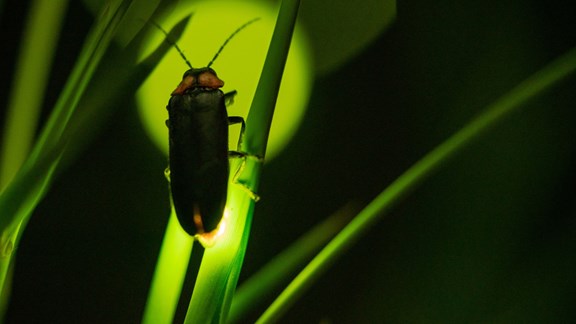 Watch the Fireflies