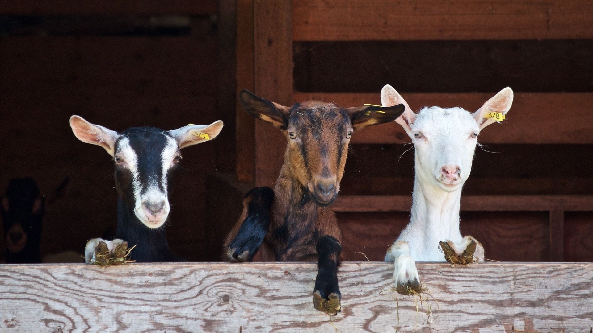 Blue Ribbon Country Fair Photo
