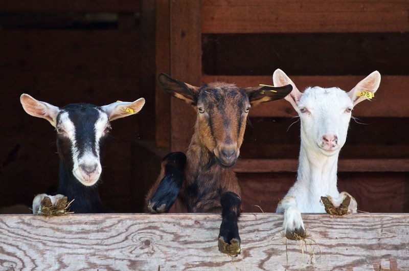 Blue Ribbon Country Fair Photo